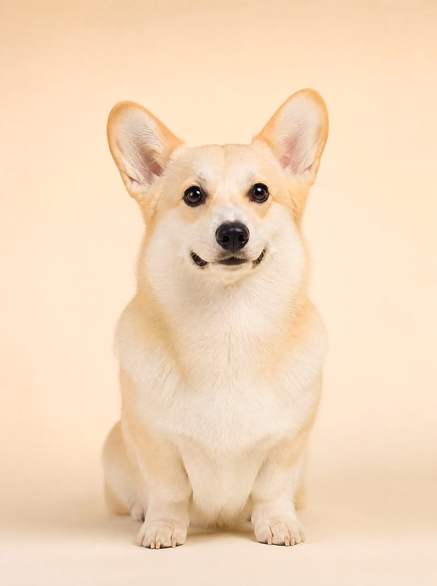 Biscuit le corgi, oreilles dressées