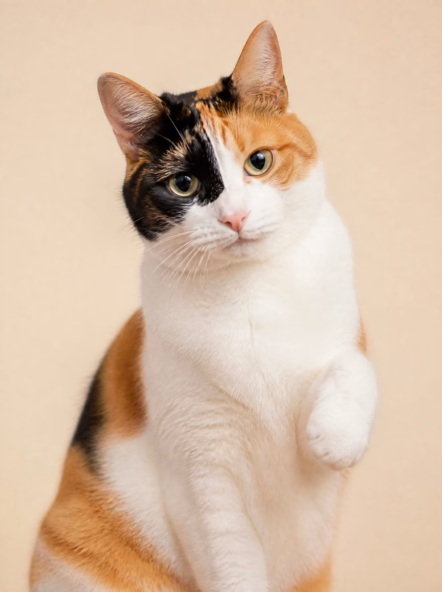 Clémentine la chatte, patte levée